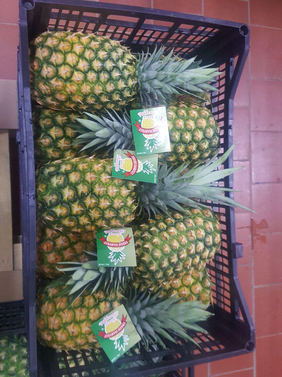 Pineapple - grupo piñero lustrillo